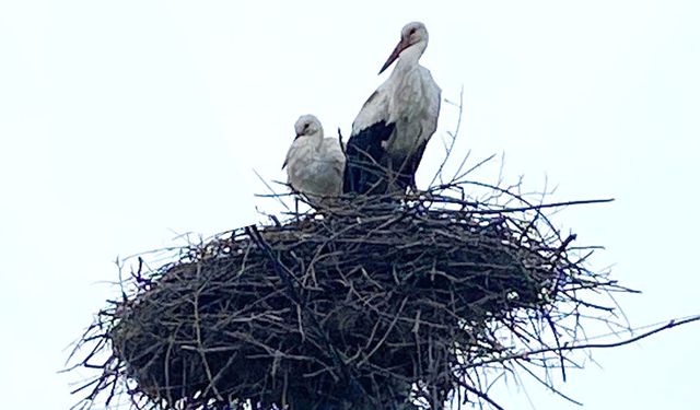 AŞIK LEYLEKLER GELENEĞİ BOZMADI