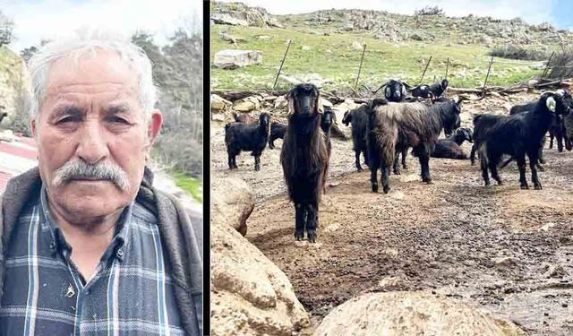 YILLARIN ÇOBANINDAN HAYVANCILIK TAVSİYESİ