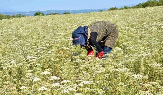 KEKİK VE AYVA ÜRETİMİNDEKİ GÜCÜNÜ KORUYOR