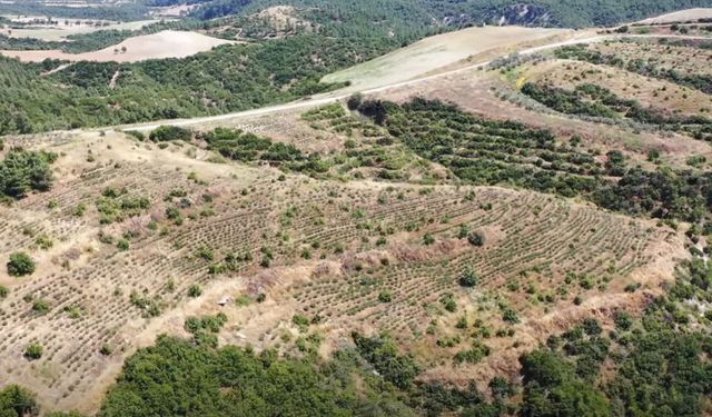ORMANLARDAN BAL DAMLAYACAK