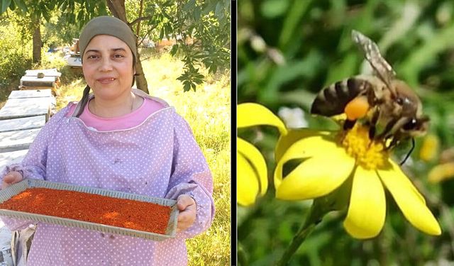BULDAN'DA POLEN HASADI BAŞLADI