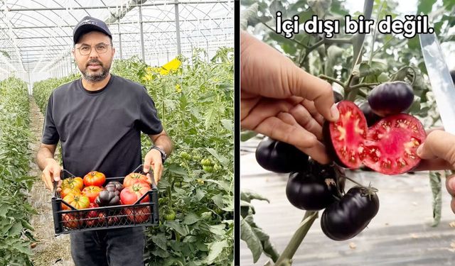 SİYAH DOMATES İLGİ ÇEKİYOR