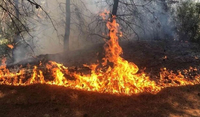 DENİZLİ ORMAN BÖLGE MÜDÜRLÜĞÜ’NDEN YEŞİL VATAN UYARISI