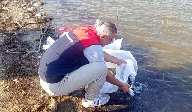 GÖLETLERE BALIK TAKVİYESİ