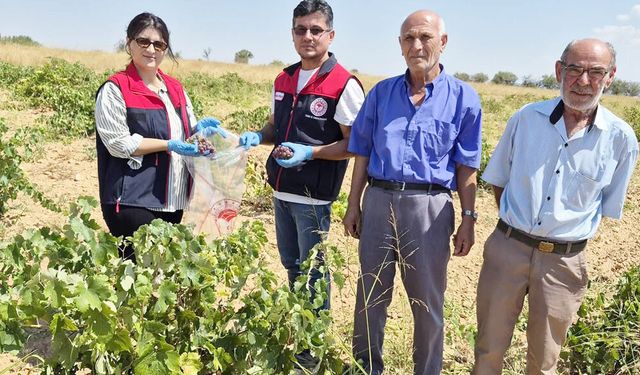 BEKİLLİ BAĞLARINDA HASAT ÖNCESİ MESAİ