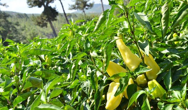 KALE BİBERİNE 83 MİLYONLUK DESTEK