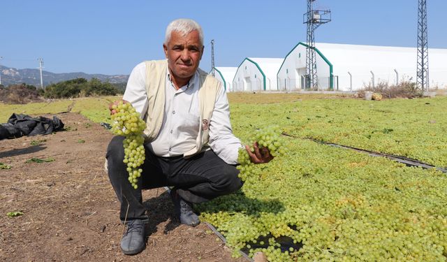 ÇARESİZ ÜRETİCİDEN TMO’YA ALIM ÇAĞRISI