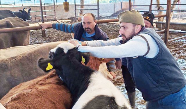 BÜYÜKBAŞ HAYVANLARDA “ŞAP”A KARŞI MÜCADELE