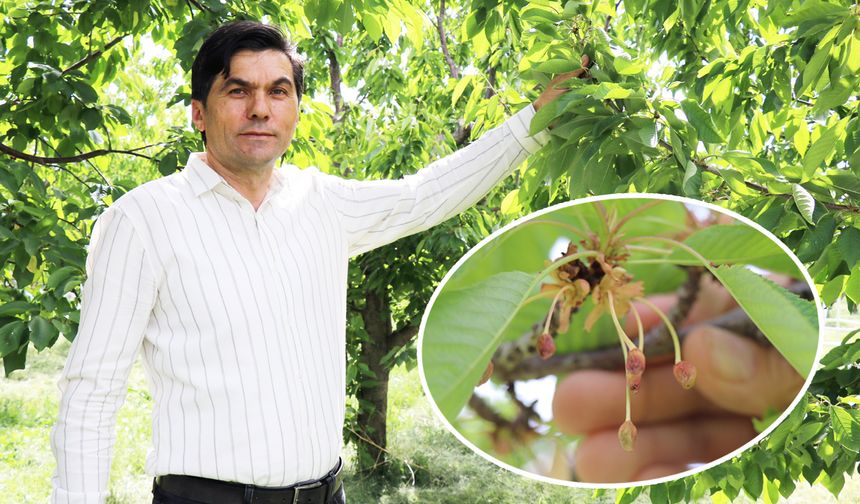 KİRAZ ÜRETİCİSİNE DEVLET DESTEĞİ