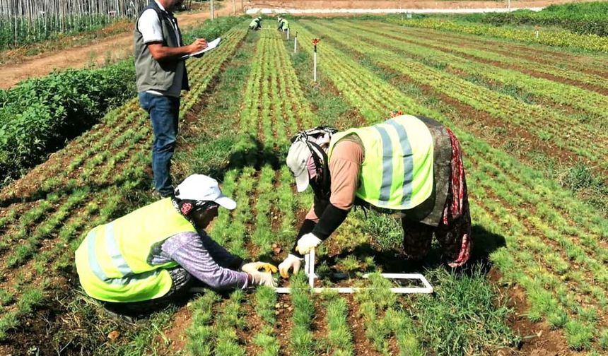 YANAN ALANLAR YENİDEN YEŞERECEK