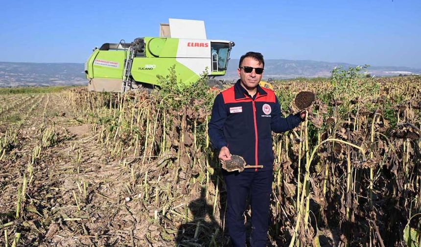 AYÇİÇEĞİ HASADI BAŞLADI