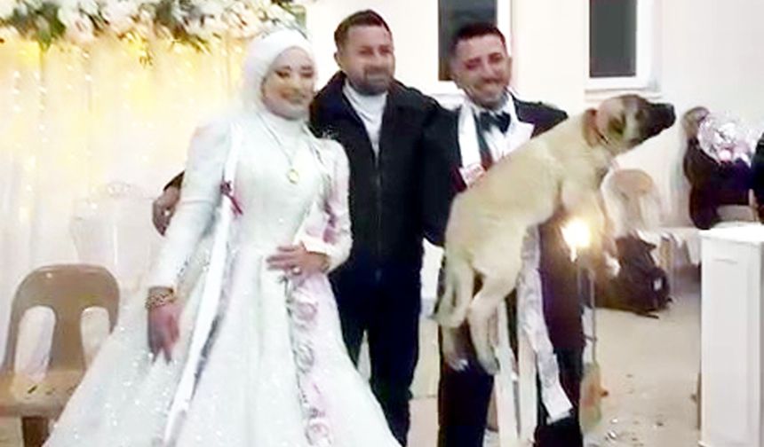 DÜĞÜN HEDİYESİ ANADOLU ÇOBAN KÖPEĞİ