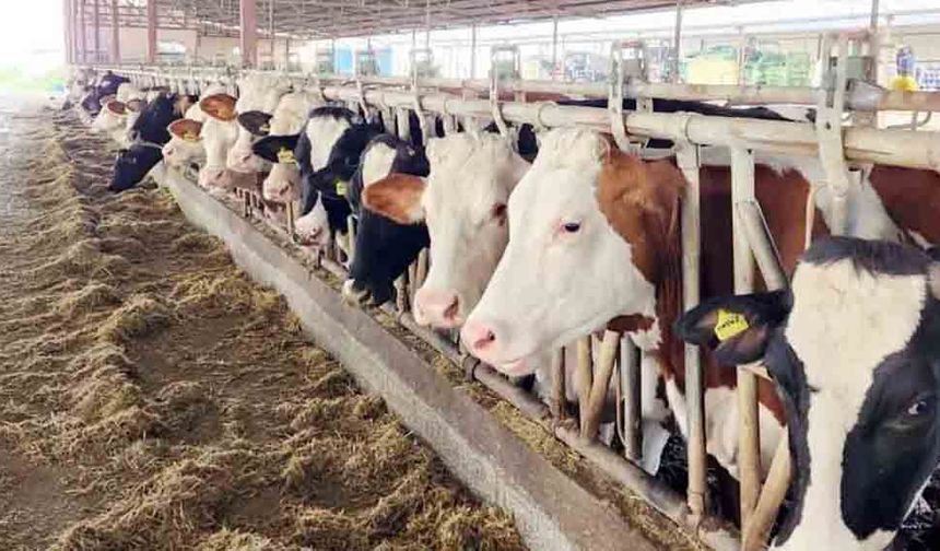 BESİLİK HAYVAN İTHALATI BAŞVURULARI BAŞLIYOR