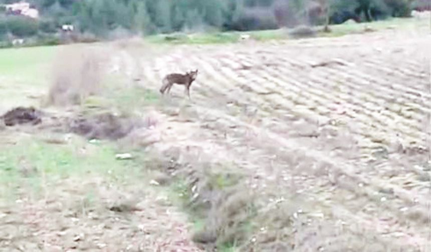 ÇİFTÇİNİN KURTLA İLGİNÇ DİYALOĞU