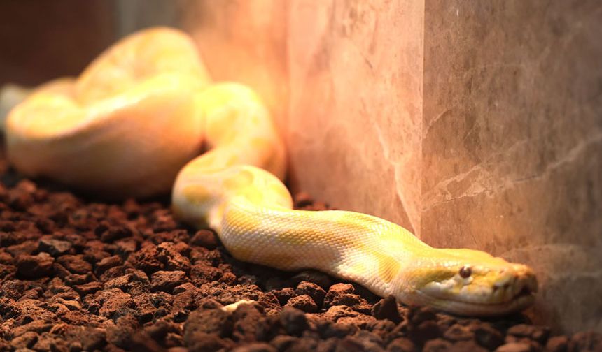 DENİZLİ'DE AVM’DE EL KONULAN NESLİ TEHLİKE ALTINDAKİ YILAN KONYA'DA