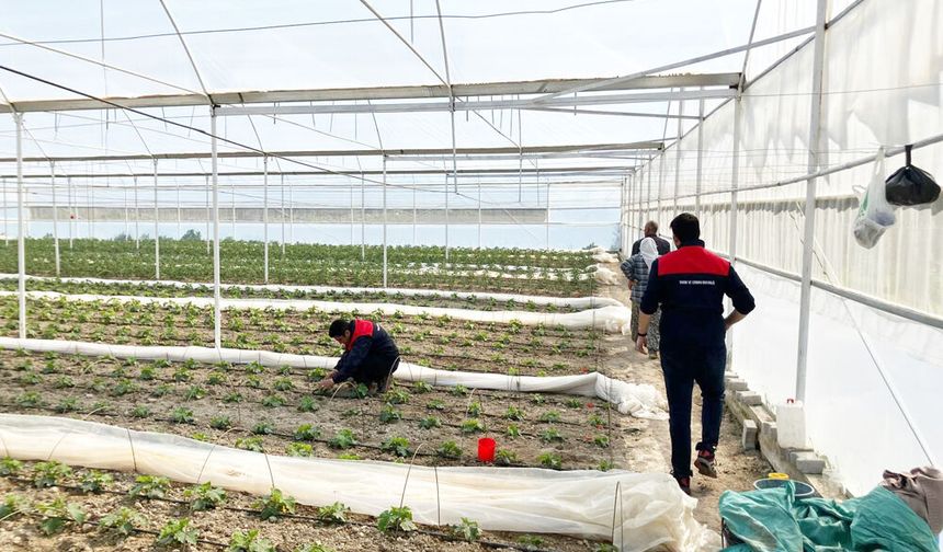 BİTKİ GELİŞİMİNE YAKIN TAKİP