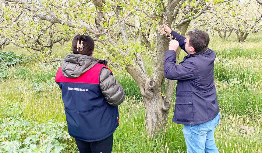 MEYVE BAHÇELERİNE YAKIN TAKİP
