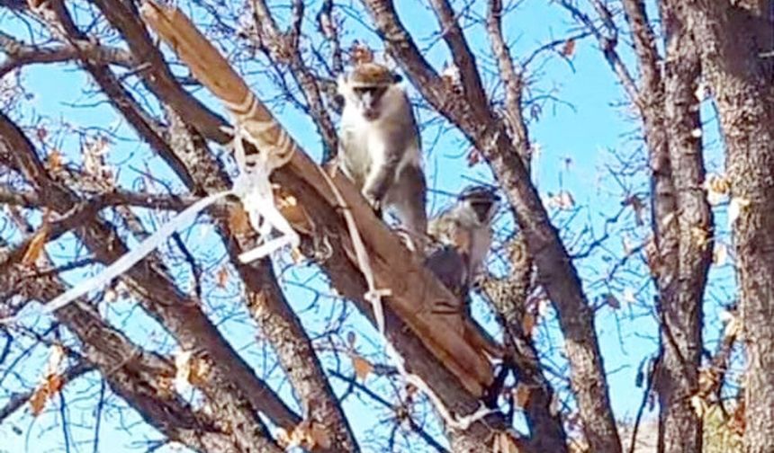 ÇİVRİL’DE MAYMUN OPERASYONU