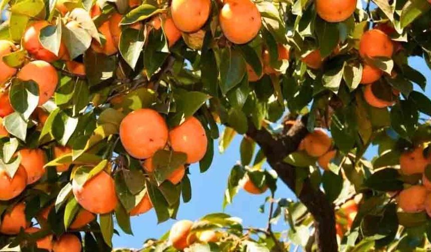 ÜRETİCİLERE BUZLANMAYA KARŞI SİSLEME DESTEĞİ