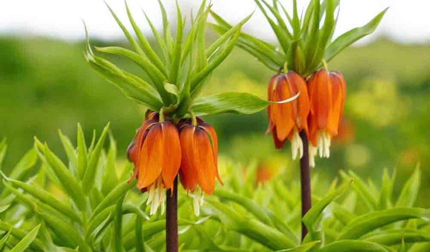 AĞLAYAN GELİNLER BAHARI KARŞILADI