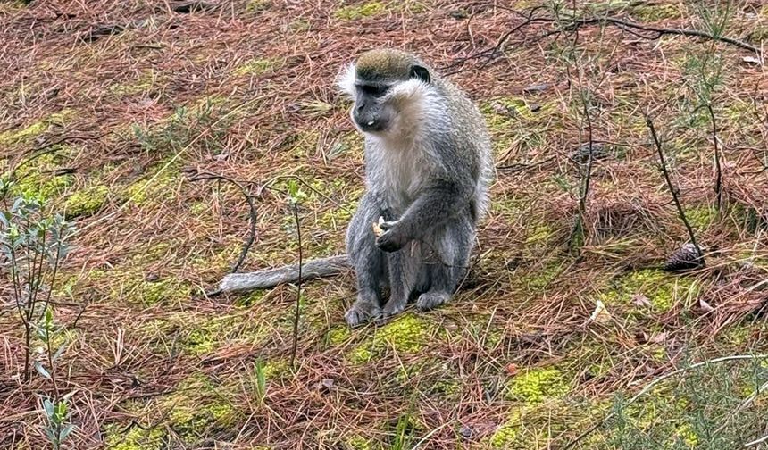 NEREDEN GELİYOR BU MAYMUNLAR?
