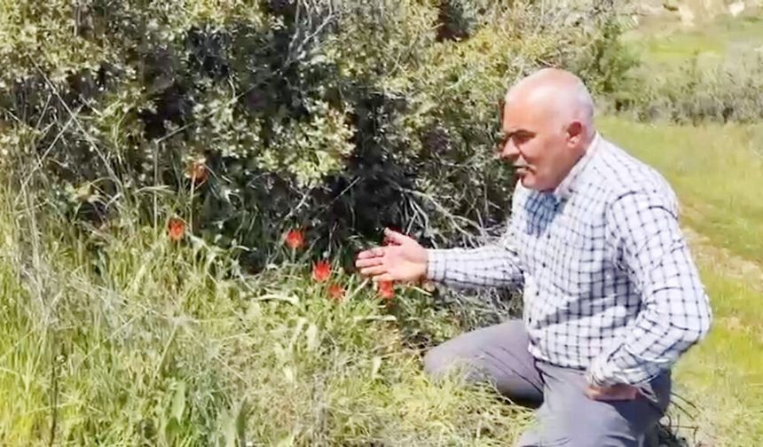 BULDAN’DA ANEMON LALESİ SEVİNCİ