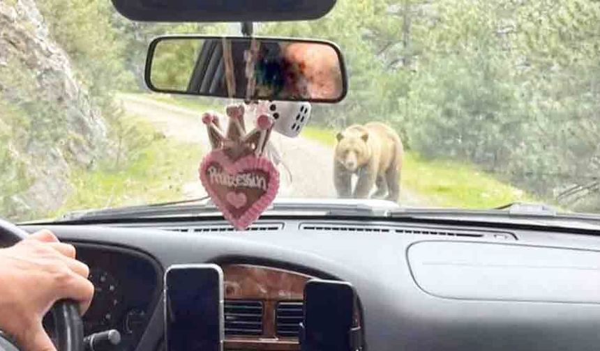 DİKKAT! AYI ÇIKABİLİR