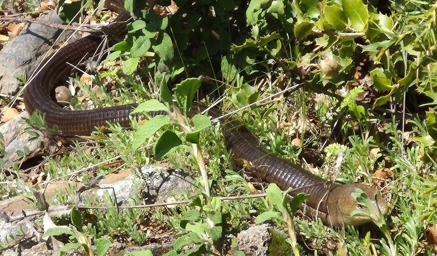DEMİR YILAN BOZKURT’TA GÖRÜLDÜ