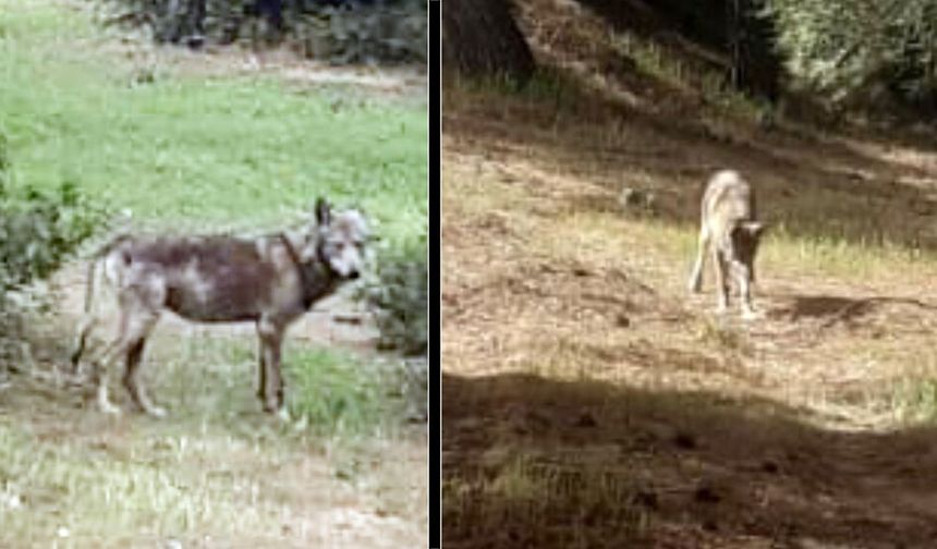 BULDAN’I KURTLAR SARDI