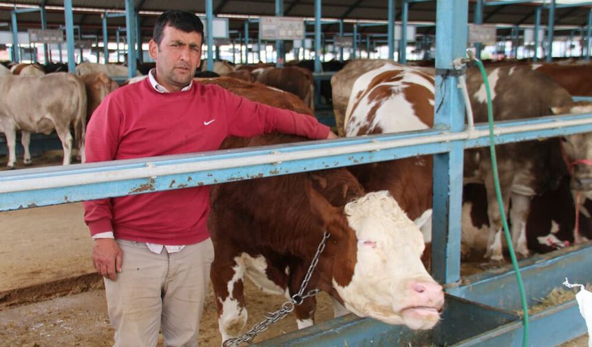 KURBAN PAZARINDA YOĞUNLUK BAŞLADI