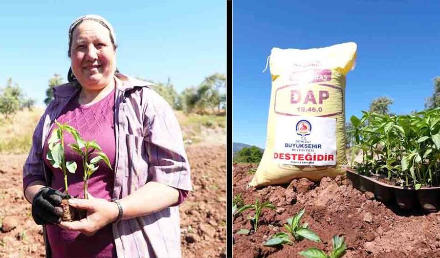 KALE BİBERİ FİDELERİ TOPRAKLA BULUŞTU