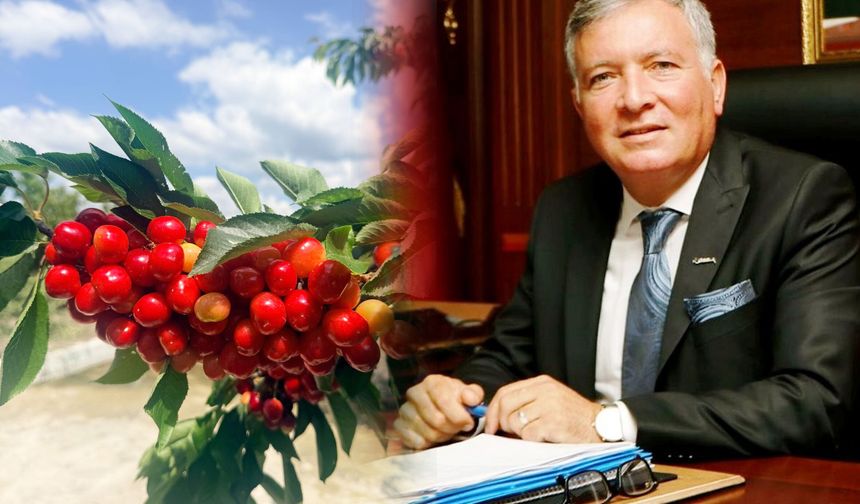 HONAZ KİRAZINDA  HASAT HEYECANI