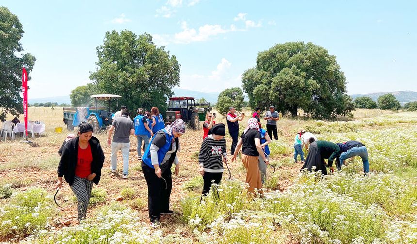 GENÇLER KEKİK TARLASINDA