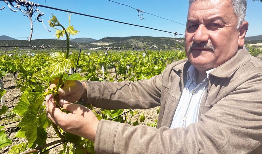 BULDAN’DA BAĞLAR UYANDI, SEZON BEKLENTİSİ ARTTI