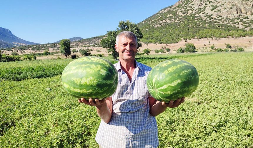 DODURGA KARPUZU TEZGÂHLARA İNDİ
