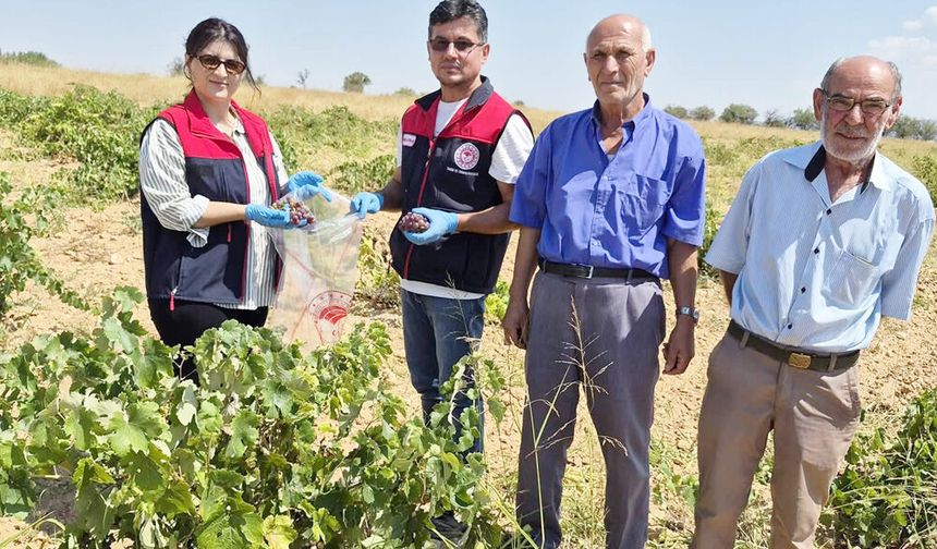 BEKİLLİ BAĞLARINDA HASAT ÖNCESİ MESAİ