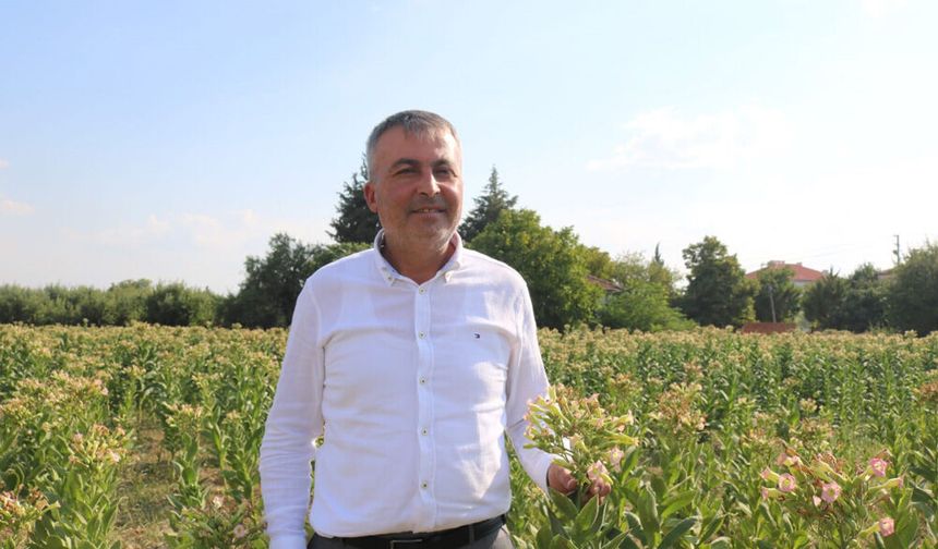 ÇİVRİL ELMA BAHÇELERİ TÜTÜN TARLASI OLDU