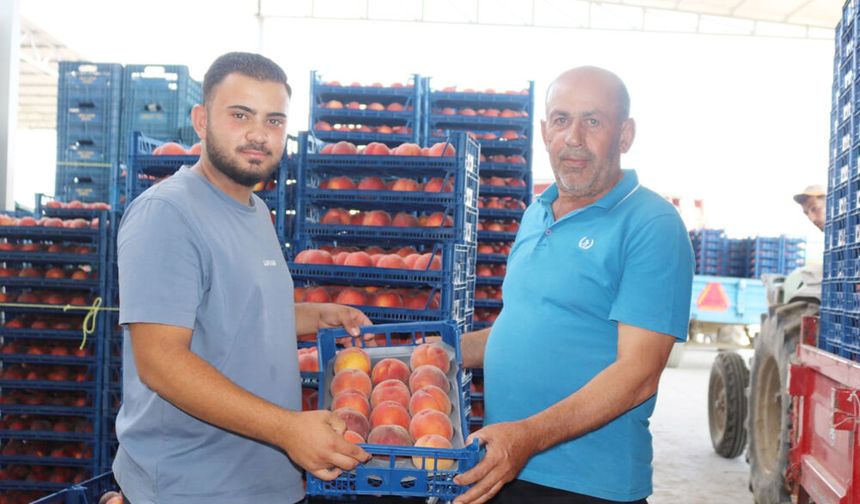 İHRACATTAKİ BELİRSİZLİK ÇİVRİL ŞEFTALİSİNİ VURDU