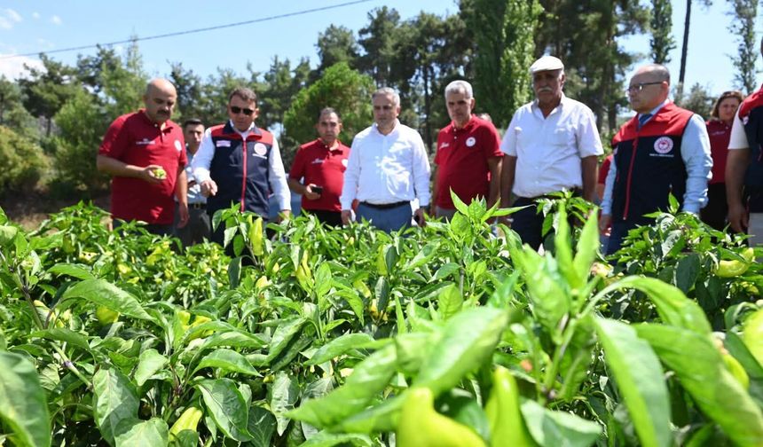 KALE BİBERİNDE SEVİNDİREN HASAT