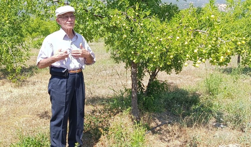 HÜNNAPTA HASAT DÖNEMİ