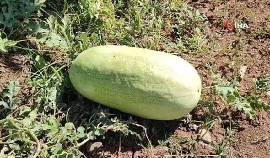 ESKİ BELEDİYE BAŞKANI BEYAĞAÇ KAPRUZUNUN HİKAYESİNİ ANLATTI
