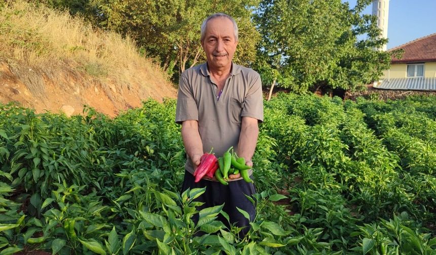 BEYAĞAÇ ATEŞİNİN TARLADAN SOFRAYA YOLCULUĞU BAŞLADI