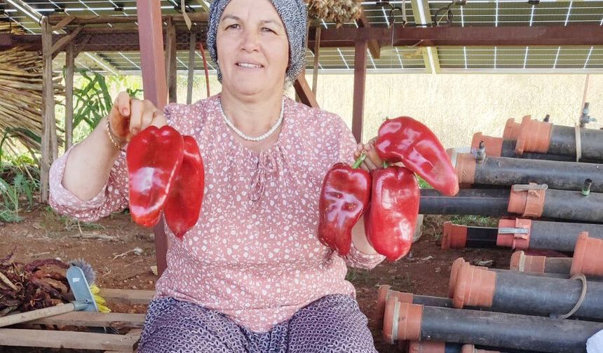 ATA TOHUMLARI GELECEK NESİLLERE AKTARILIYOR