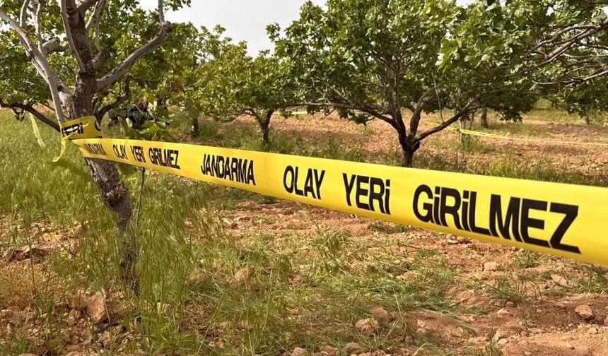 İNCİR TARLASINDA KAN AKTI