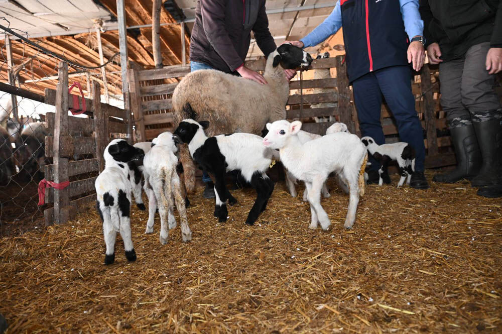 638552535 1394303102710368 7873068880213060531 N