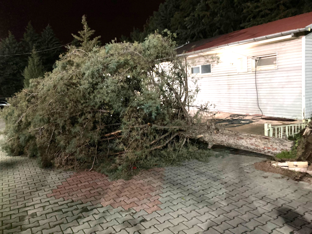 Ağaç Devri̇lme (1)