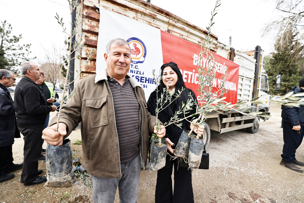 Denizli Büyükşehir’den Üreticiye Zeytin Fidanı Desteği (12)