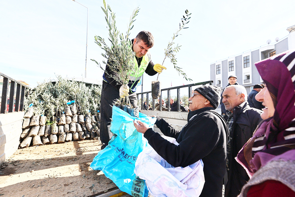 Denizli Büyükşehir’den Üreticiye Zeytin Fidanı Desteği (3)