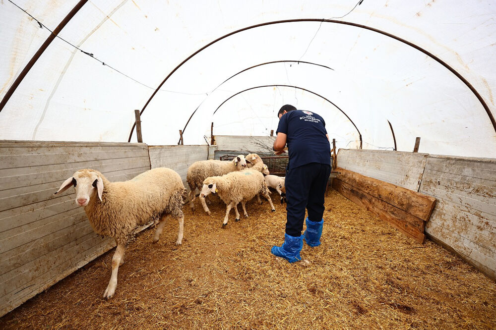 Başkan Çavuşoğlu’nun Hayvancılık Hamlesine Üreticiden Tam Not (3)