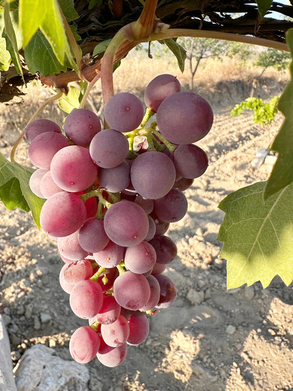 Eee72072 C378 4731 A3F5 6F7Fbc48Efa6